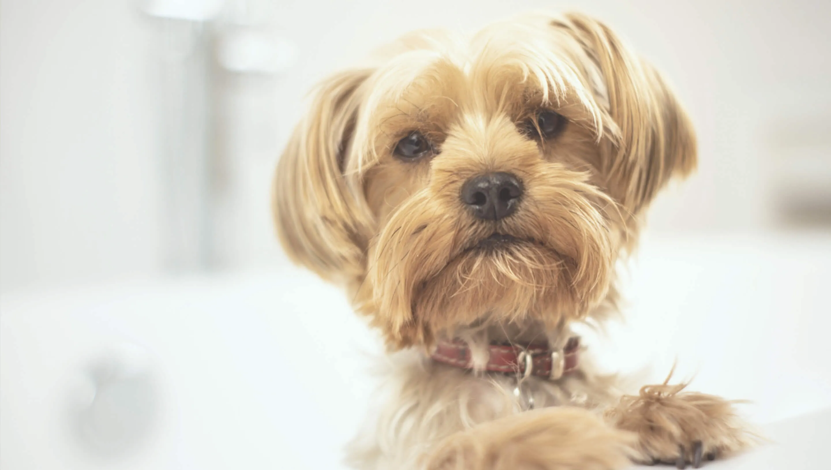 子犬がこちらを見つめている様子