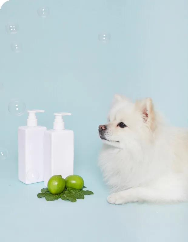 ドッグ用シャンプーの隣で犬が座っている様子